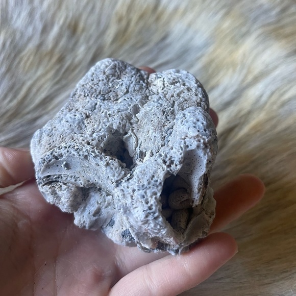 California coral reef rock shells ocean chunk decor - Picture 3 of 4